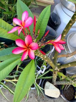 Plumeria