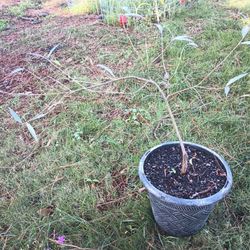 Silver Willow Bonsai Tree 
