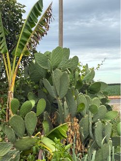 Nopales