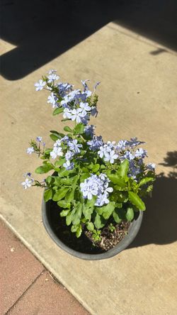 Jazmin Azul / Blue Jasmine