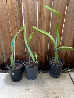 Dragon fruit rooted red flesh