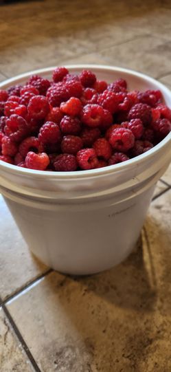 Organic raspberry