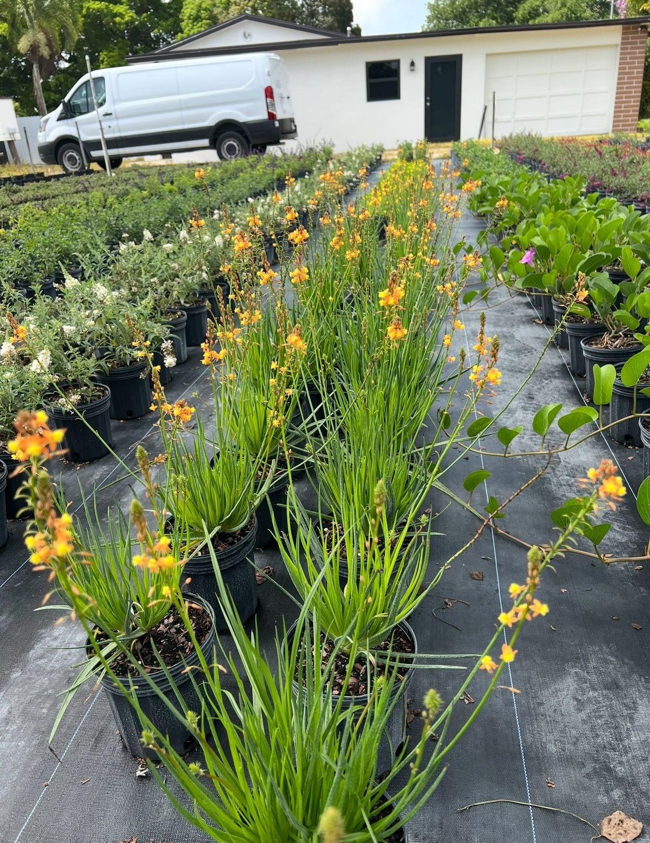 🧡 Plant: Bulbine Orange