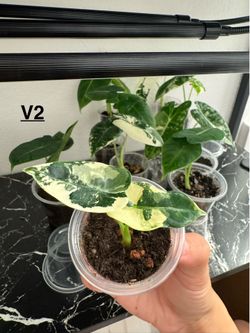 Variegated Alocasia Frydek