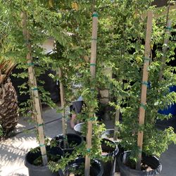 Purple Flowering Plant In 15 Gallon Container 8 Feet Tall25$ 