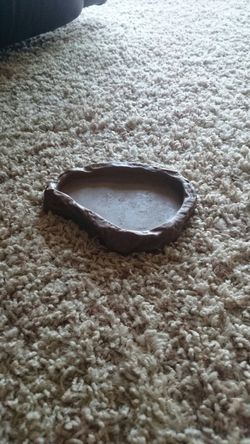 Reptile water bowl