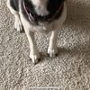 Luis