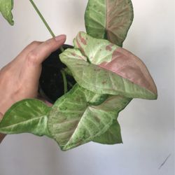 Beautiful Pink Confetti Syngonium Plant