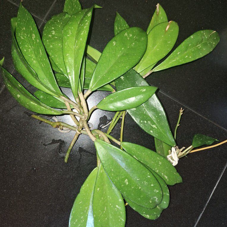 Hoya Carnosa Plant Cuttings For Trade