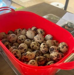 Jumbo quail eggs fertile for hatching