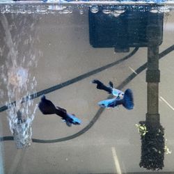 Moscow Blue Juveniles 