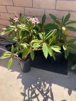 Plumerias