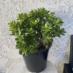 1.5 Gallon Pot Succulent Plant - Sedum Praealtum - Green Cockscomb - Rooted & Established - Drought Resistant - 🪴 