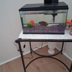 Oscar An Fish Tank 