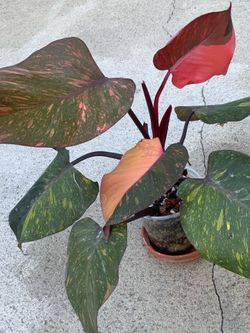 Philodendron Orange Princess Galaxy Marble Variegated