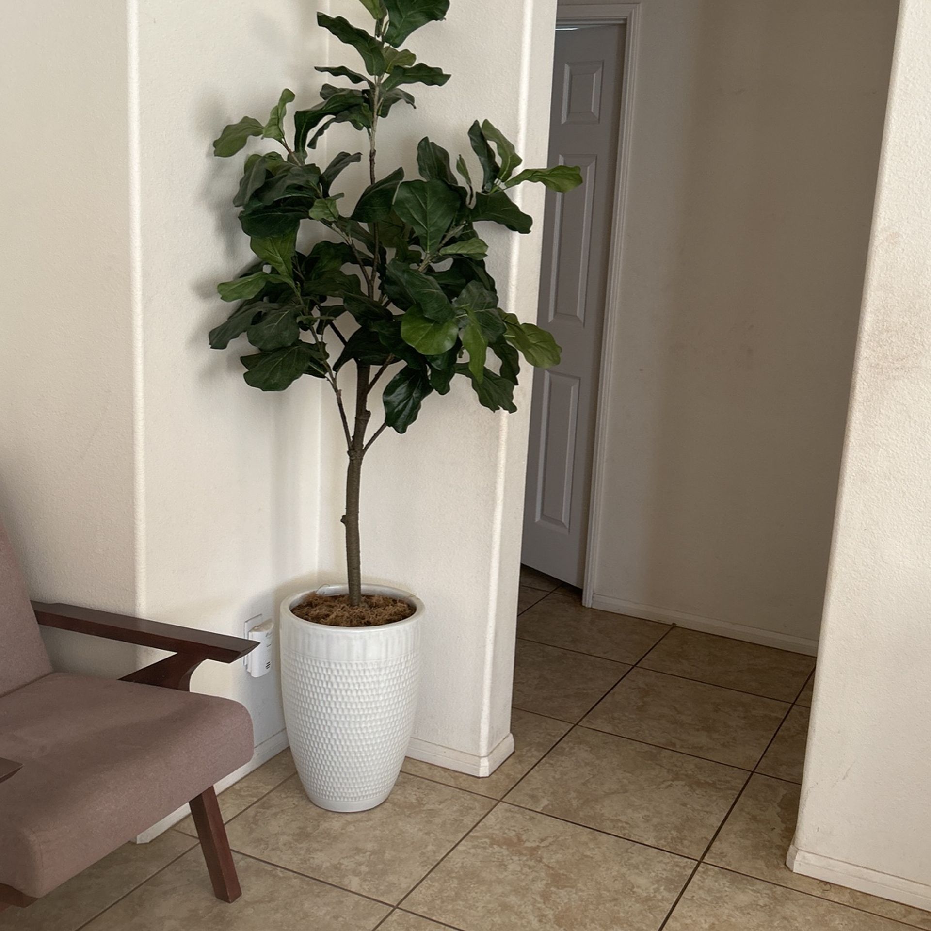 Plant