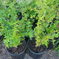 Plants For Sale