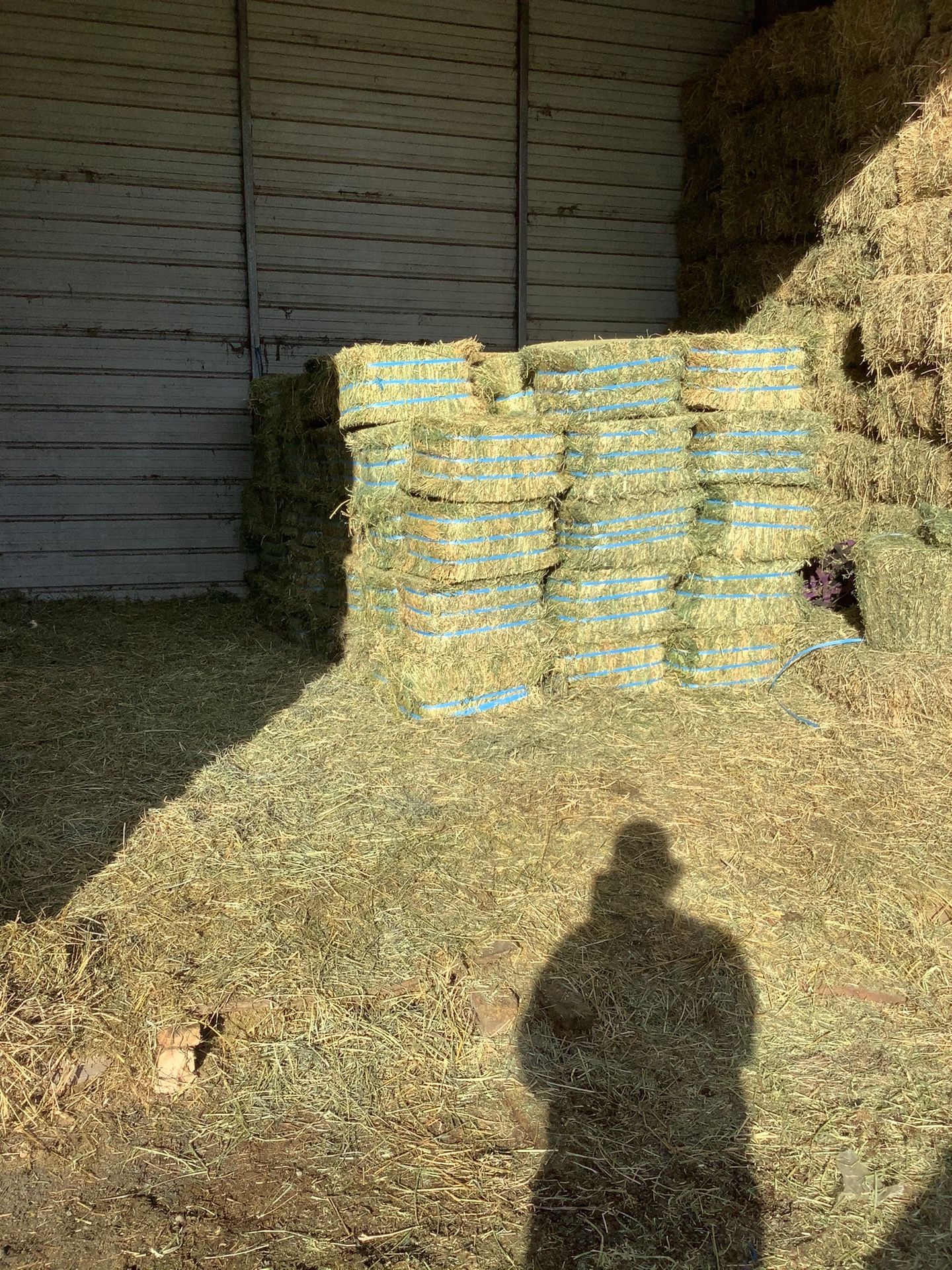 Hay