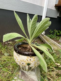 LOW PRICE MOVING- HAND PAINTED CERAMIC POT WITH LIVE PLANT