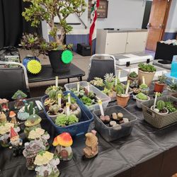 PLANT SALE ALL THIS WEEK IN SAN LORENZO. TONS TO CHOOSE FROM