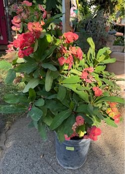 Planta corona de Cristo