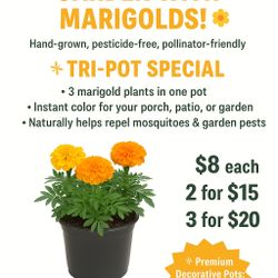 NOT ONE,NOT TWO,BUT THREE MARIGOLDS IN ONE POT;TRIPOT