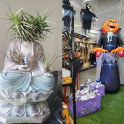 SPOOKY BUDDHA Airplant THILLANDSIA HEAD BABY HALLOWEEN DECORw