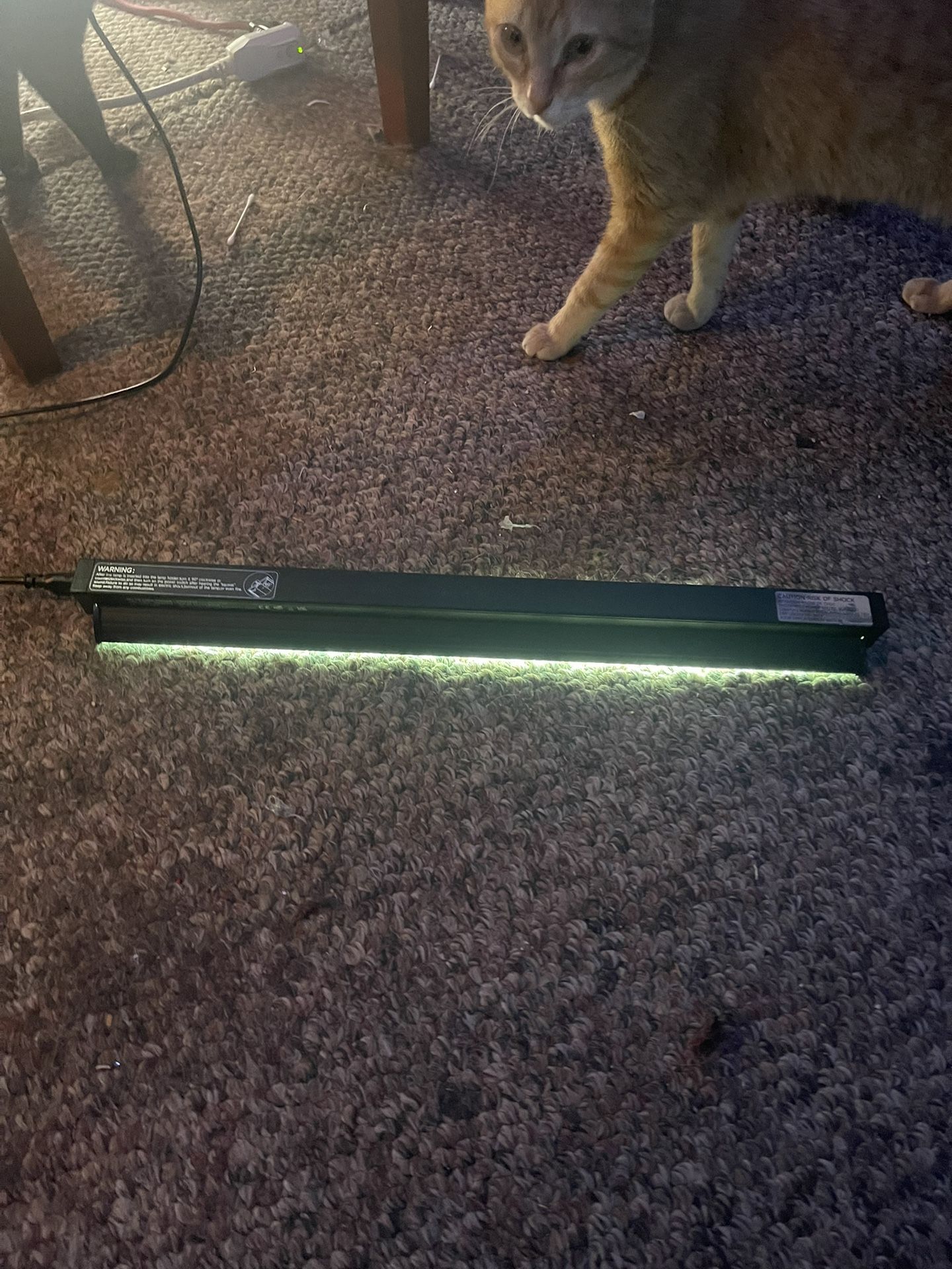 Reptile Light