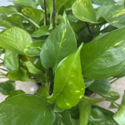 Golden Potho 8 Inch Pot