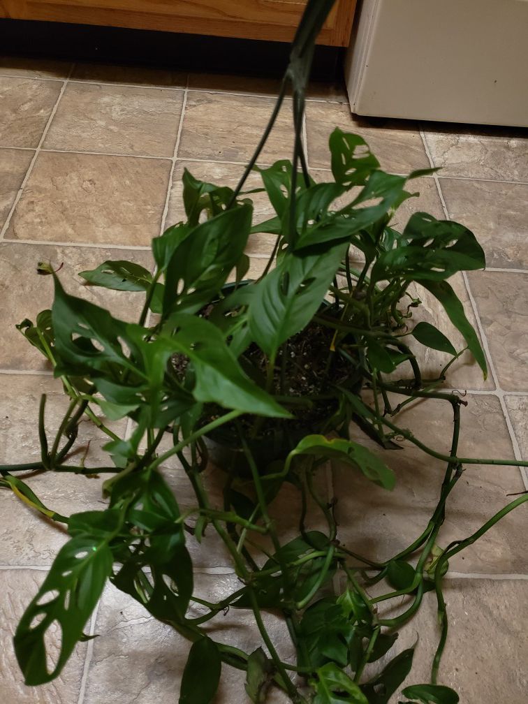 Philodendron basket