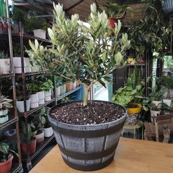 Dwarf Olive Bonsai Tree 