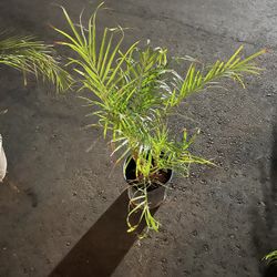 10 in. Phoenix Roebelenii Pygmy Date Palm Plant