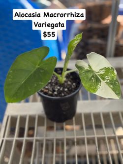 🪴Alocasia Macrorrhiza Variegata🪴This seed original come from P.R. 🇵🇷