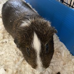 Guinea Pig