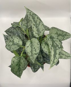 Scindapsus Silver Lady