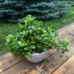 🌿 Japanese Pachysandra Groundcover Plants – 4 Healthy 1-Gal Containers