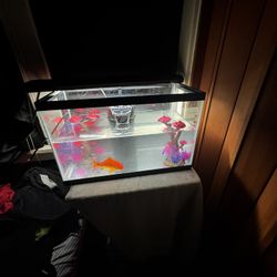 gold fish with everything included 