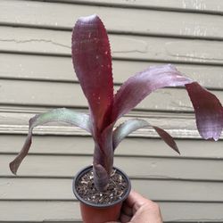 Red Bromeliad Plant