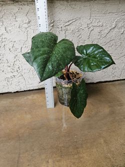 Alocasia Yucatan Princess Plant