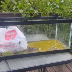 Cheap Twenty Gallon Reptile Tank With A Few Gecko Accessories - Fairly Dirty