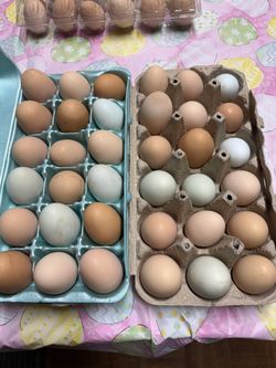 Fresh Eggs $5 Dozen
