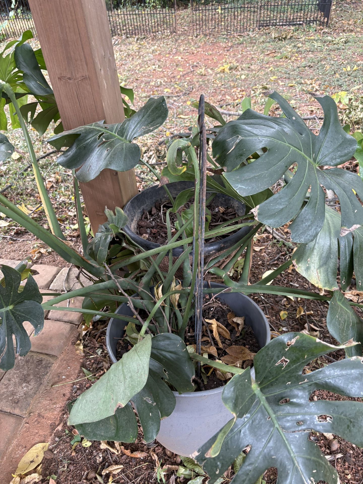 FREE Monstera Cuttings