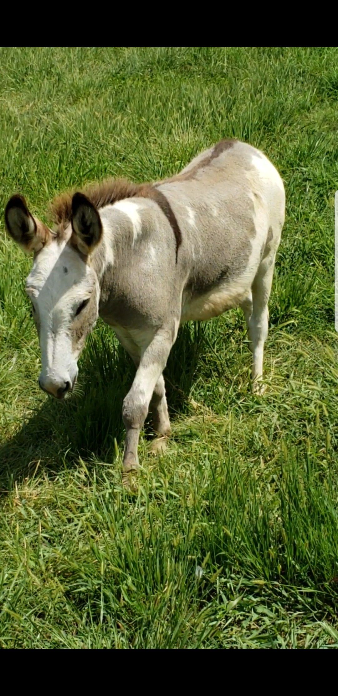 Mini donkey