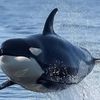 KillerWhale3712