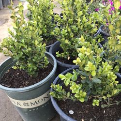 Box Wood Plant 