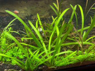 Aquarium decorations! Great for planted tanks