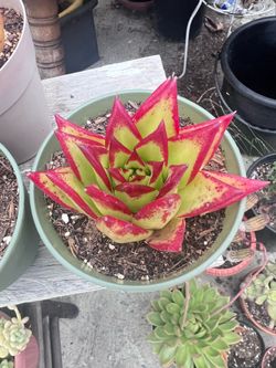 Lipstick Echeveria Succulent Plant