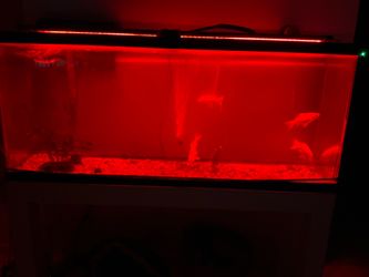 Fish supplies