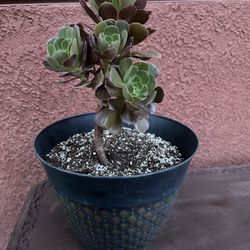 Plant 🪴 