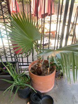 5 year old dwarf fan palm